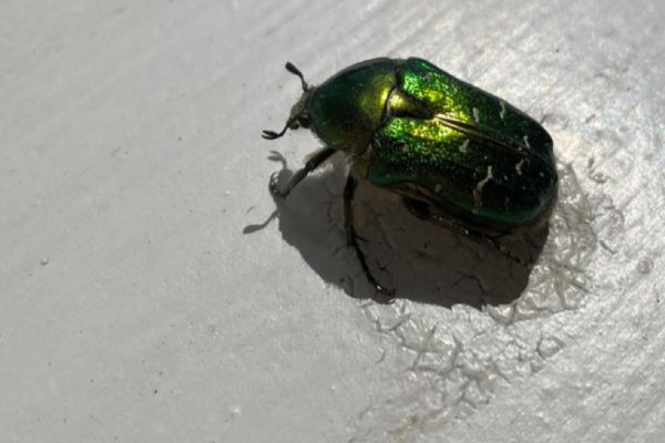 guide til komprimering af billeder til web